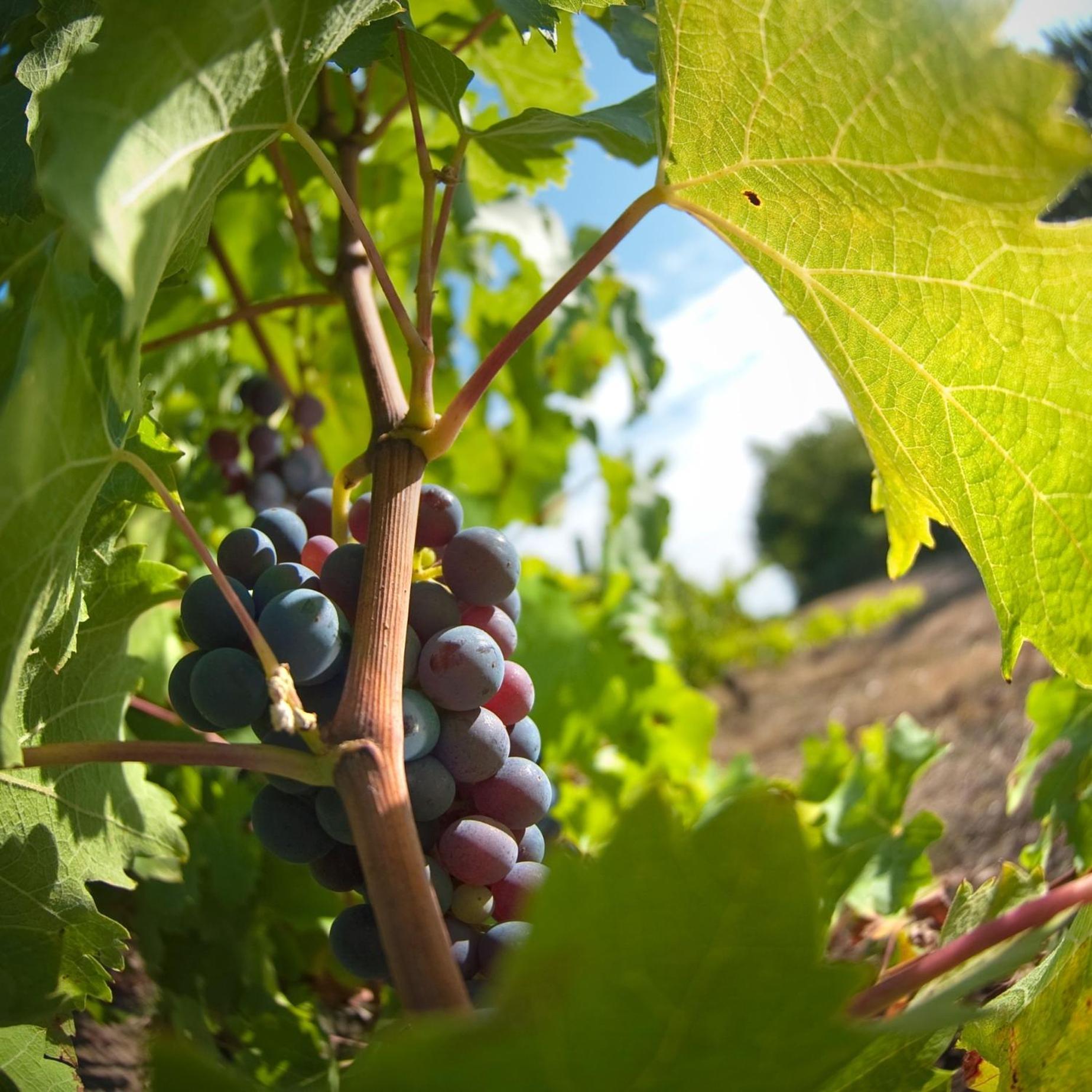 Domaine De La Soucherie - Chambres D'Hotes Beaulieu-sur-Layon ภายนอก รูปภาพ