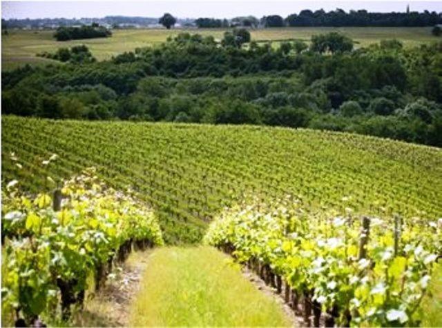 Domaine De La Soucherie - Chambres D'Hotes Beaulieu-sur-Layon ภายนอก รูปภาพ