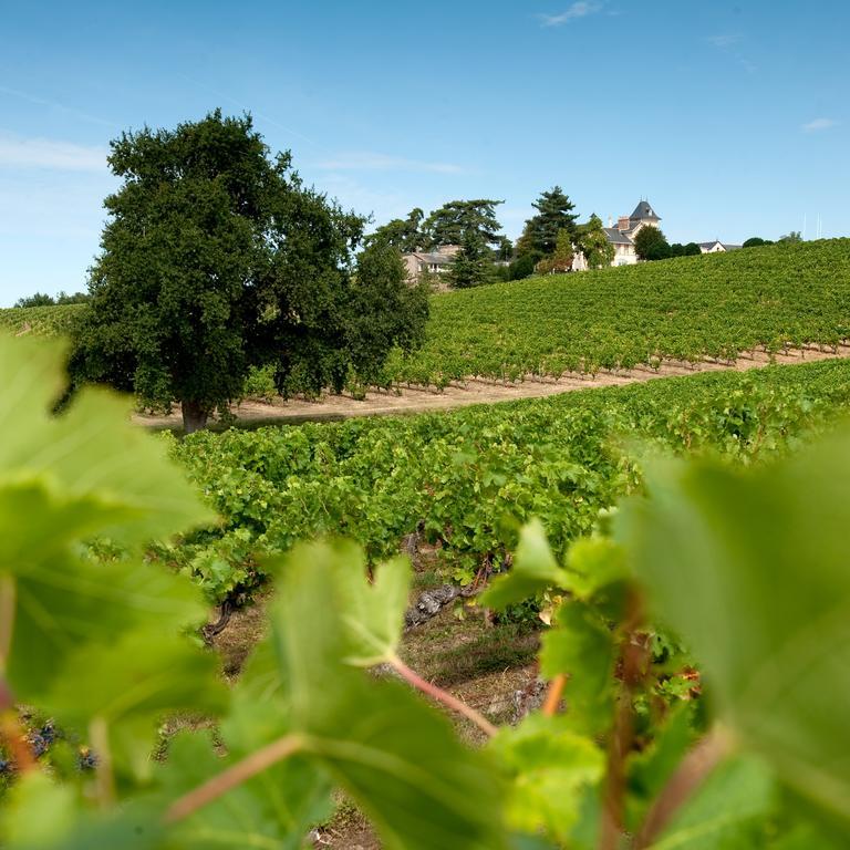 Domaine De La Soucherie - Chambres D'Hotes Beaulieu-sur-Layon ภายนอก รูปภาพ
